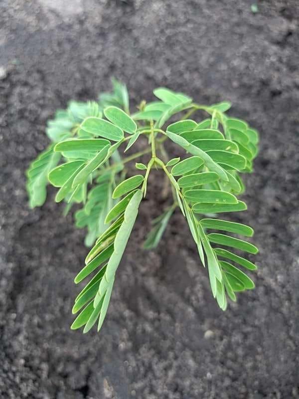 tree image