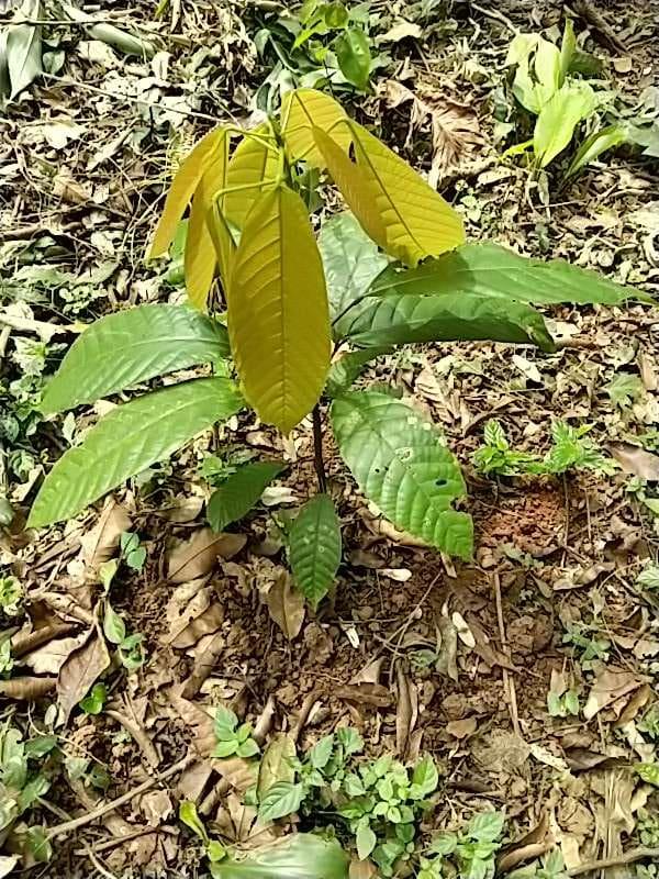 tree image