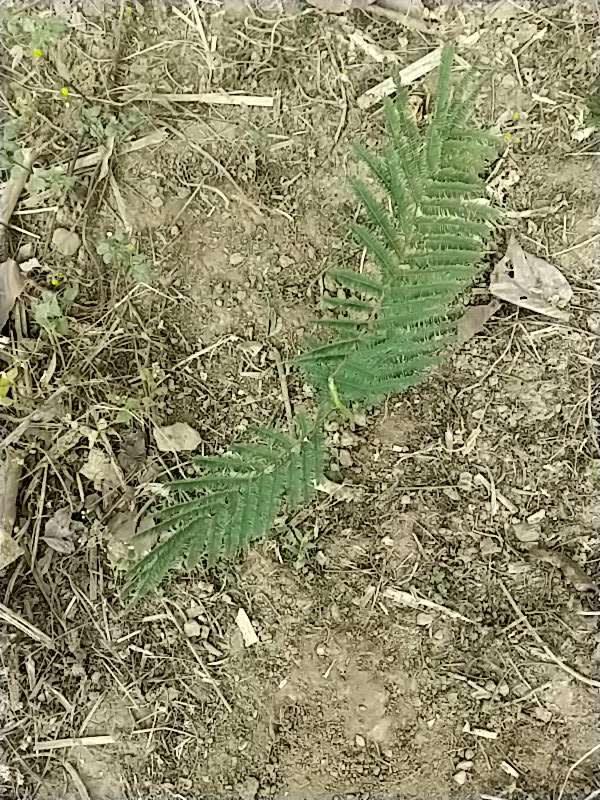 tree image