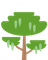 Acacia Polycantha