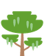 Acacia Polycantha