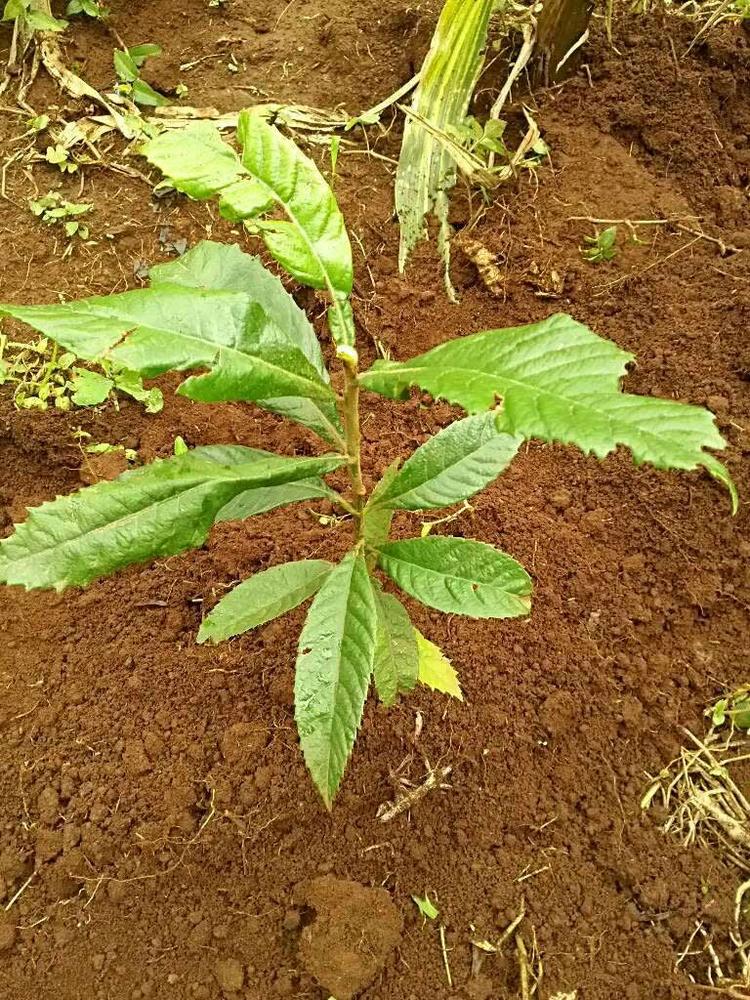 tree image