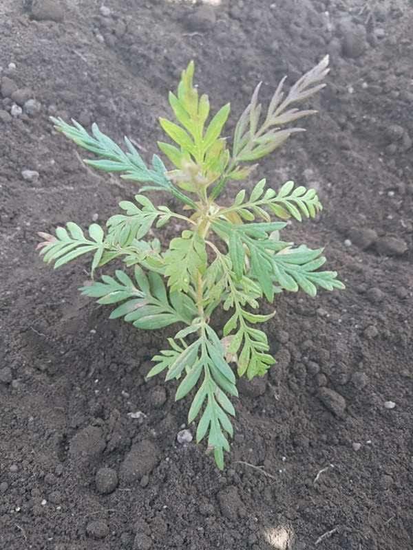 tree image
