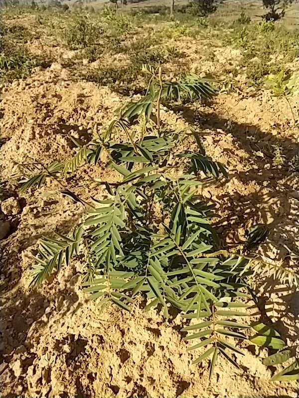 tree image