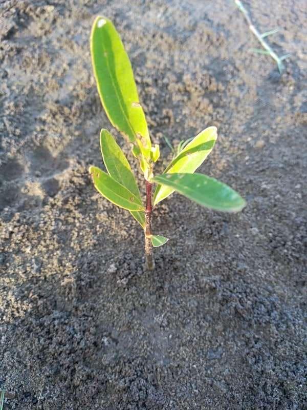 tree image