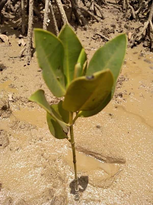 tree image