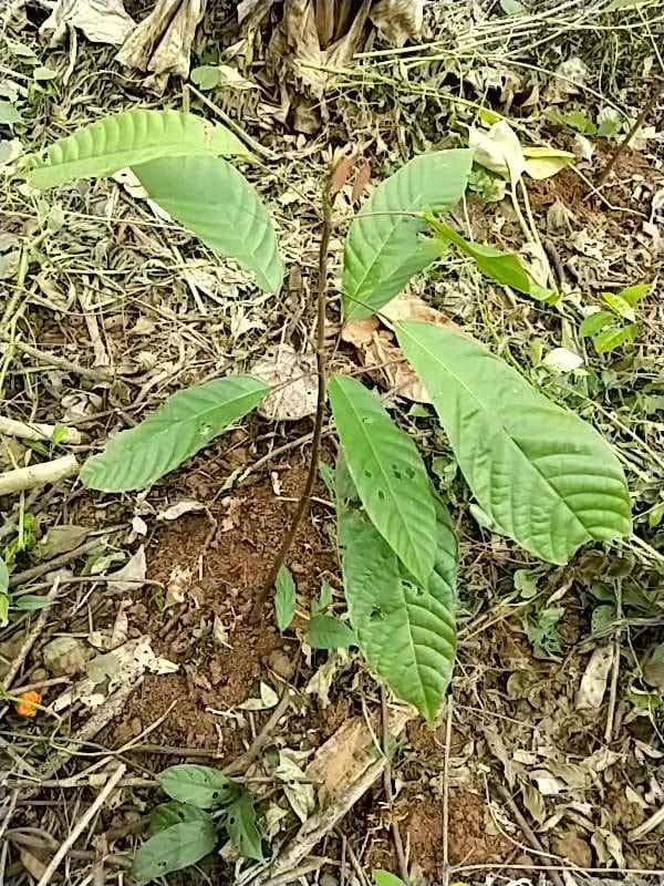tree image