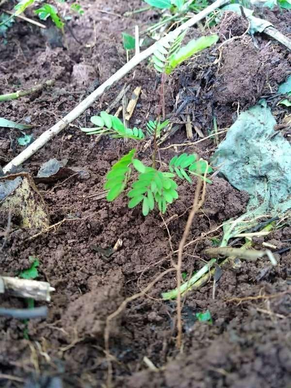 tree image