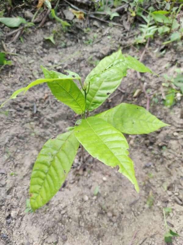 tree image