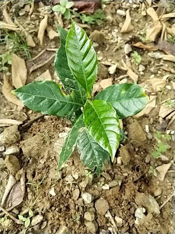 tree image