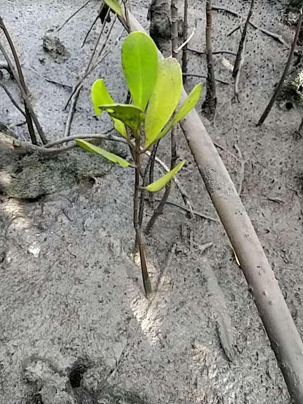 tree image