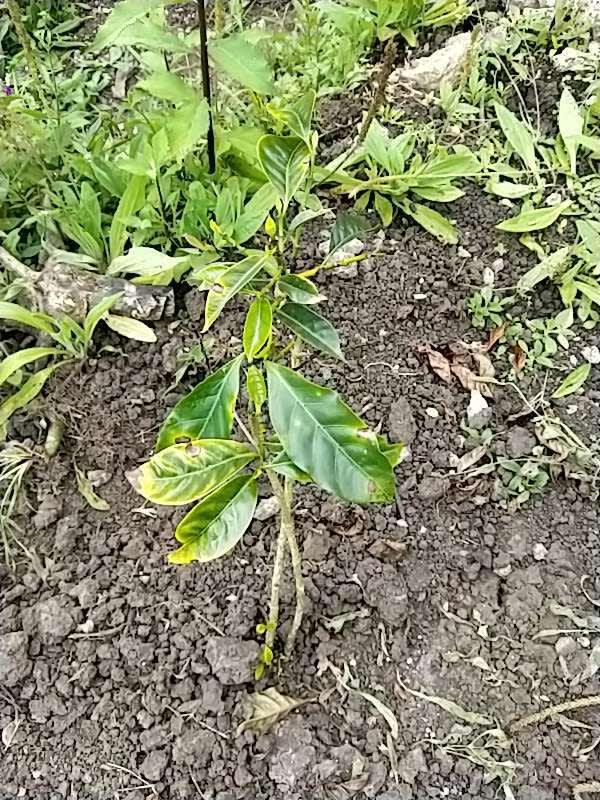 tree image