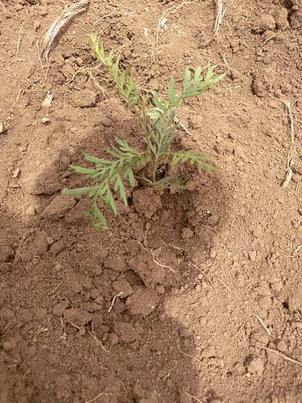 tree image