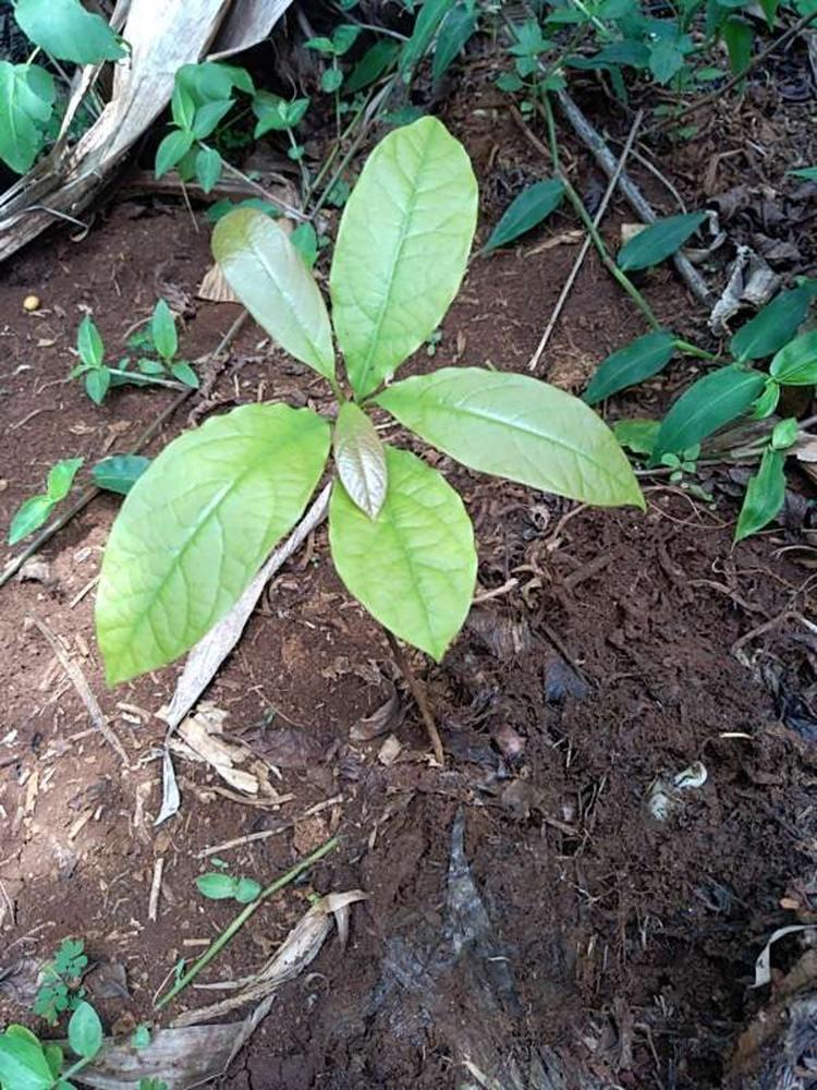 tree image