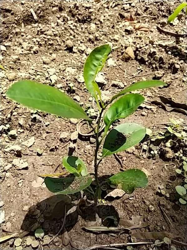 tree image