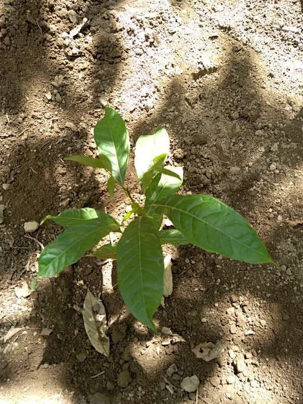 tree image