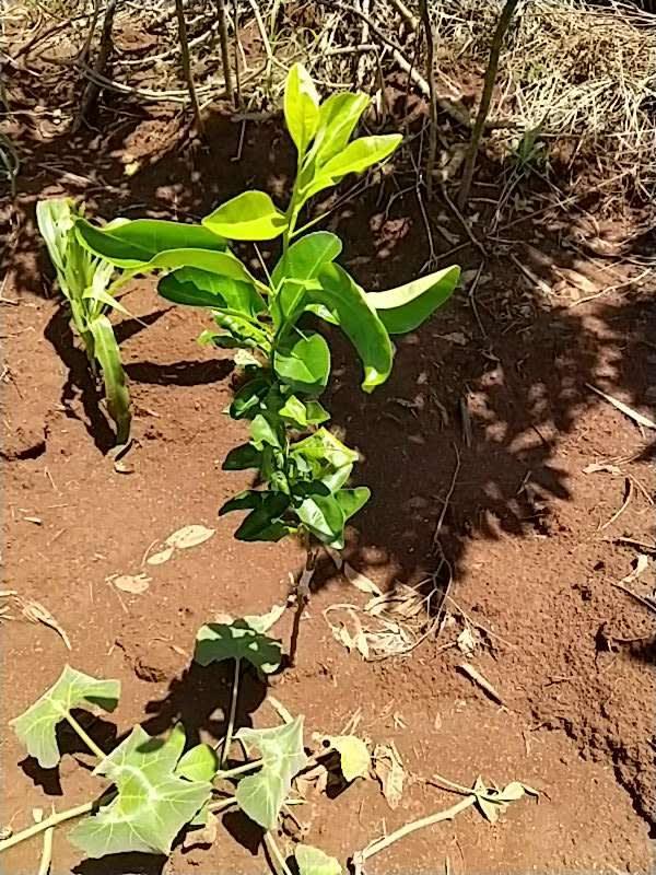 tree image