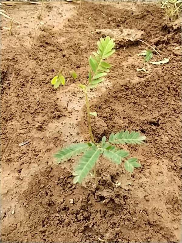tree image