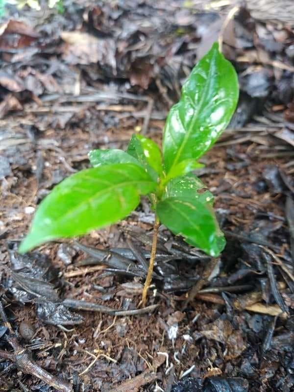 tree image