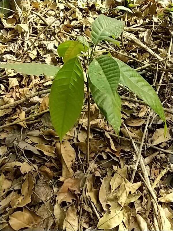 tree image