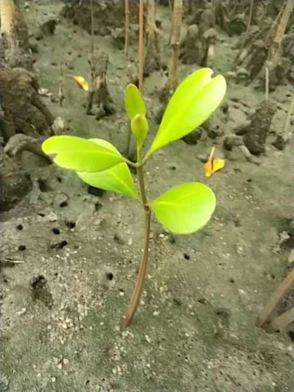 tree image