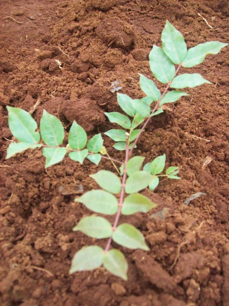 tree image