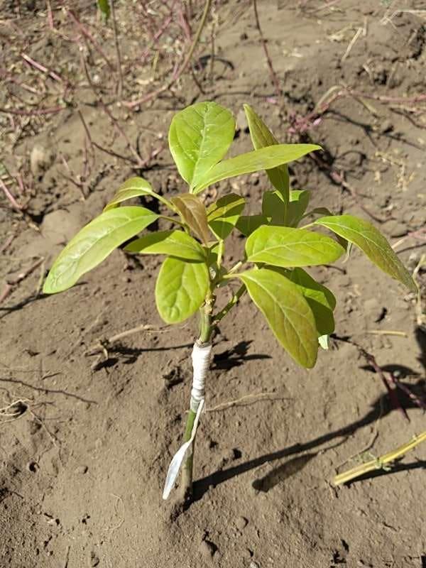 tree image