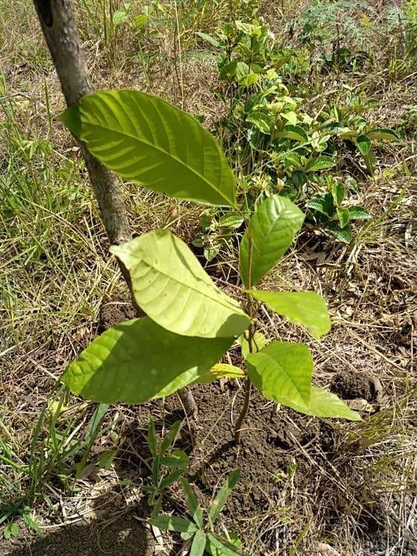 tree image