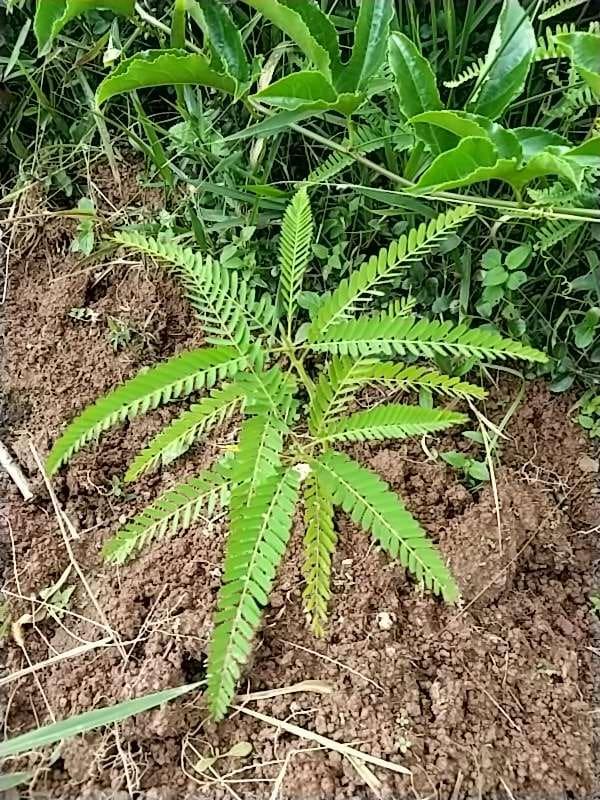 tree image