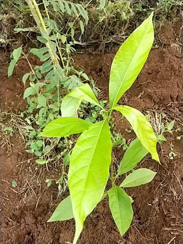 tree image