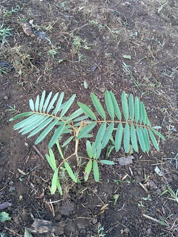 tree image