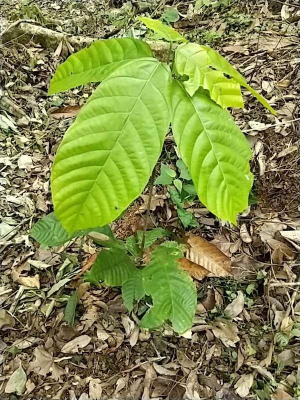 tree image