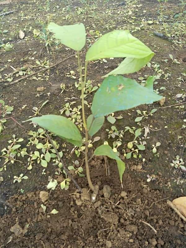 tree image