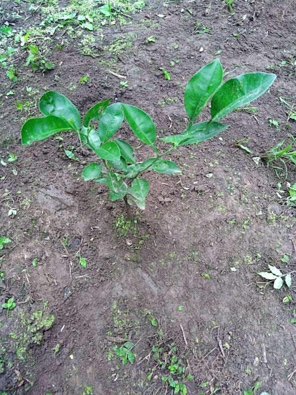 tree image