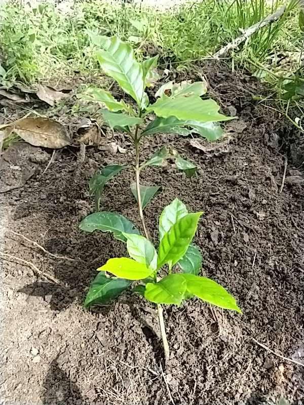 tree image