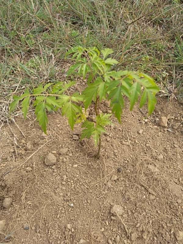 tree image