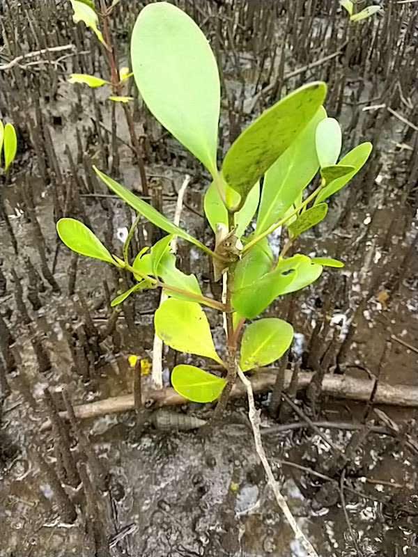 tree image