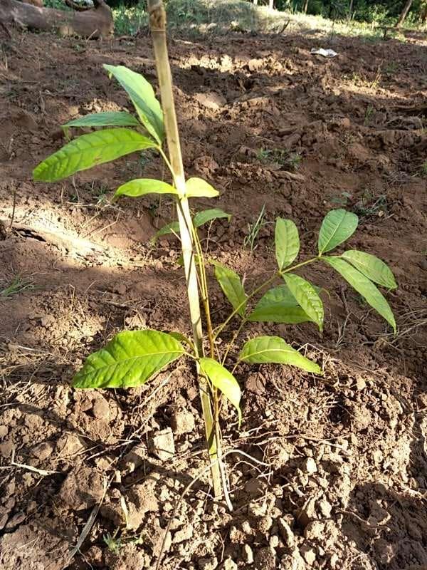 tree image