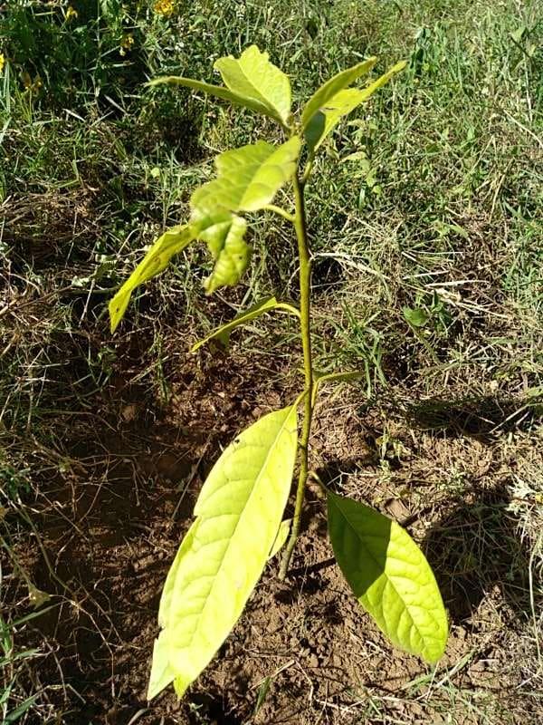tree image