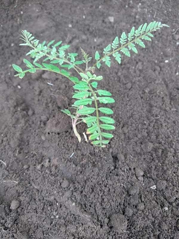 tree image