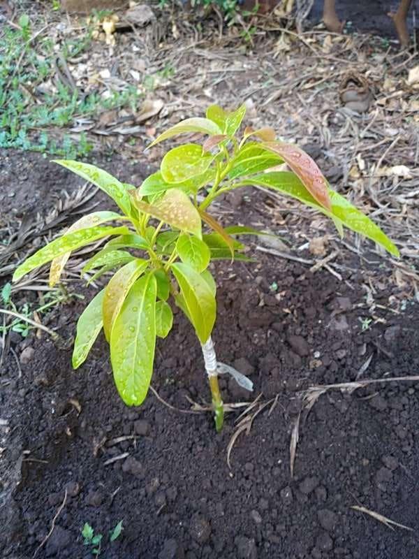 tree image