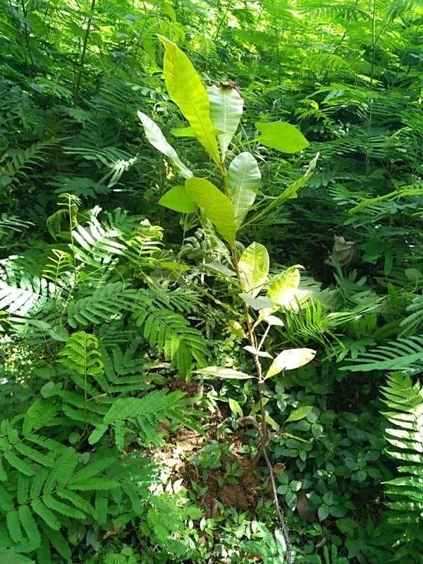 tree image