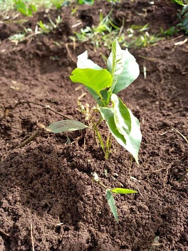 tree image