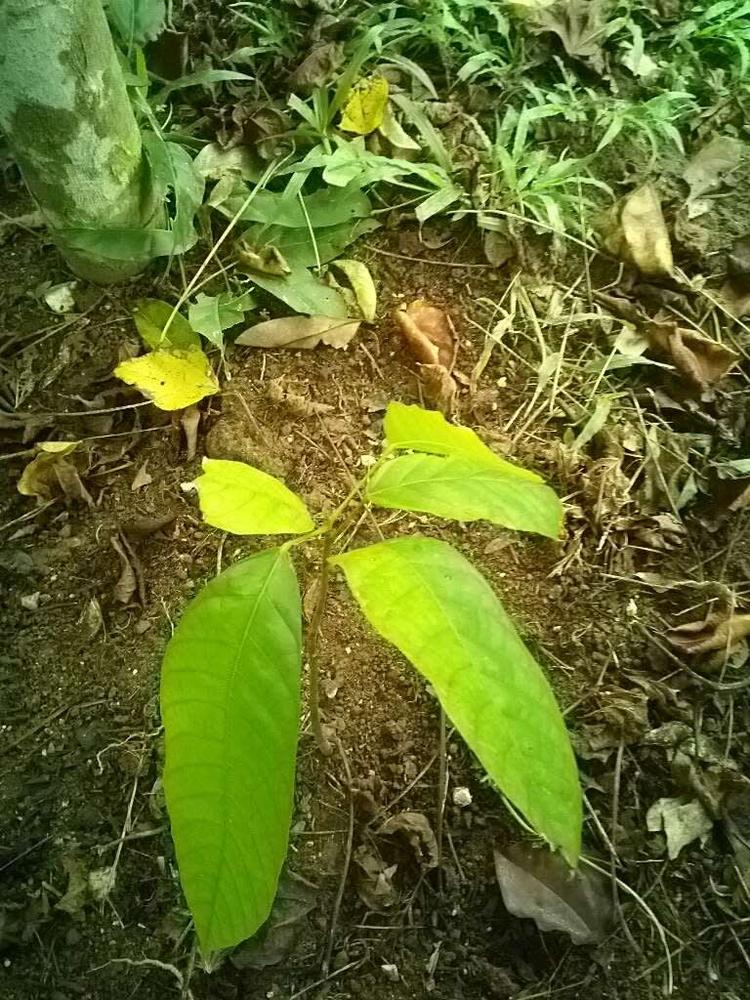 tree image