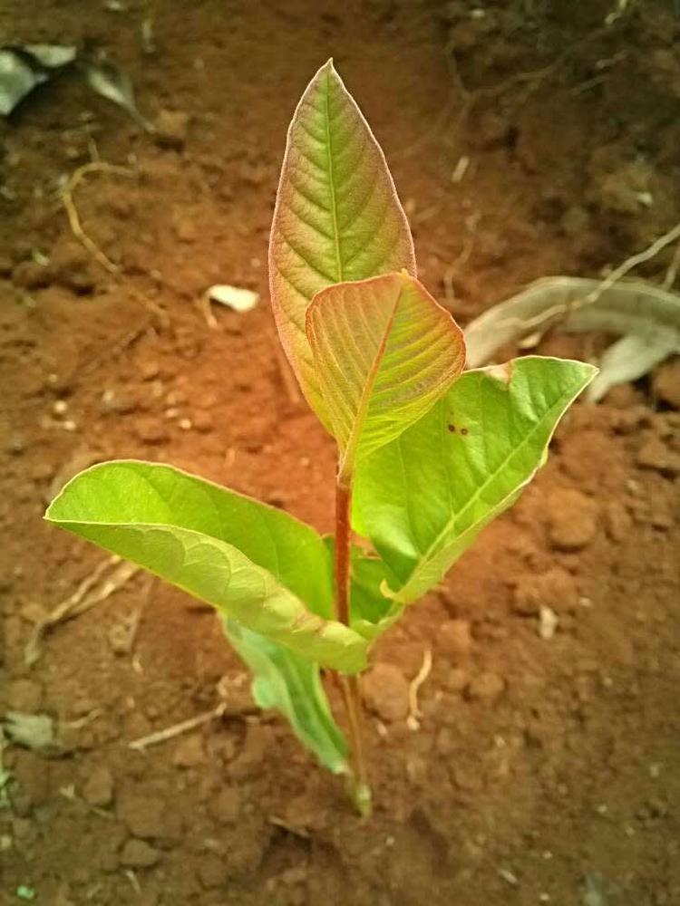 tree image