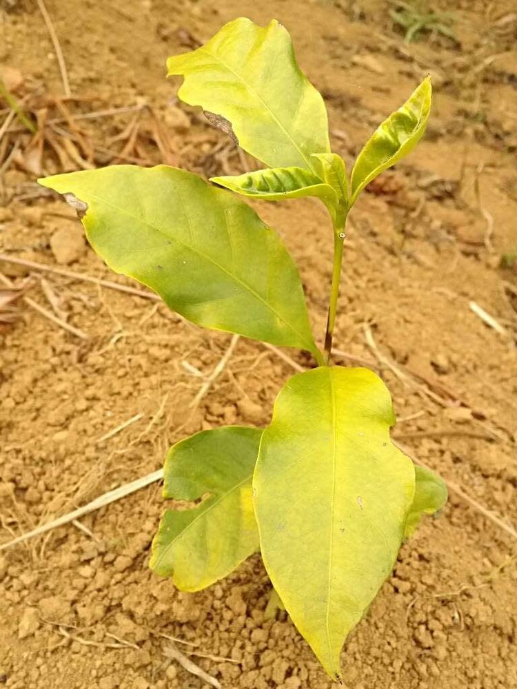 tree image
