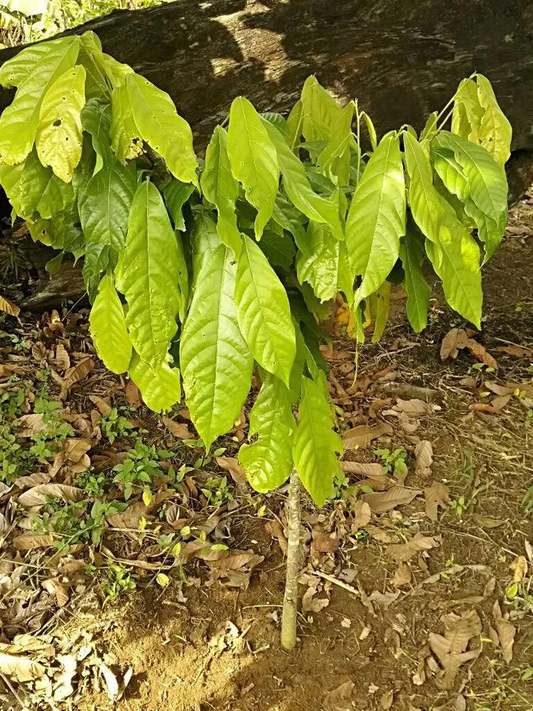 tree image