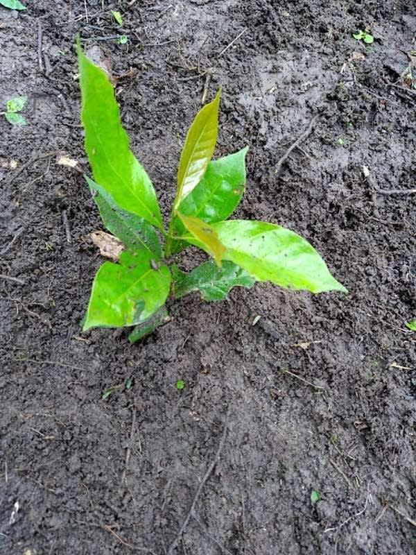tree image