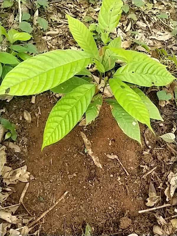 tree image