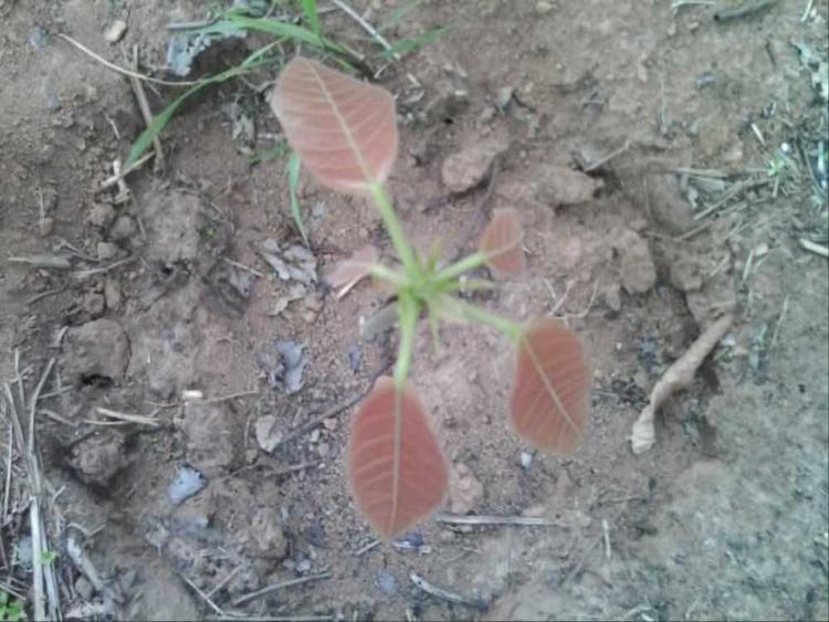 tree image
